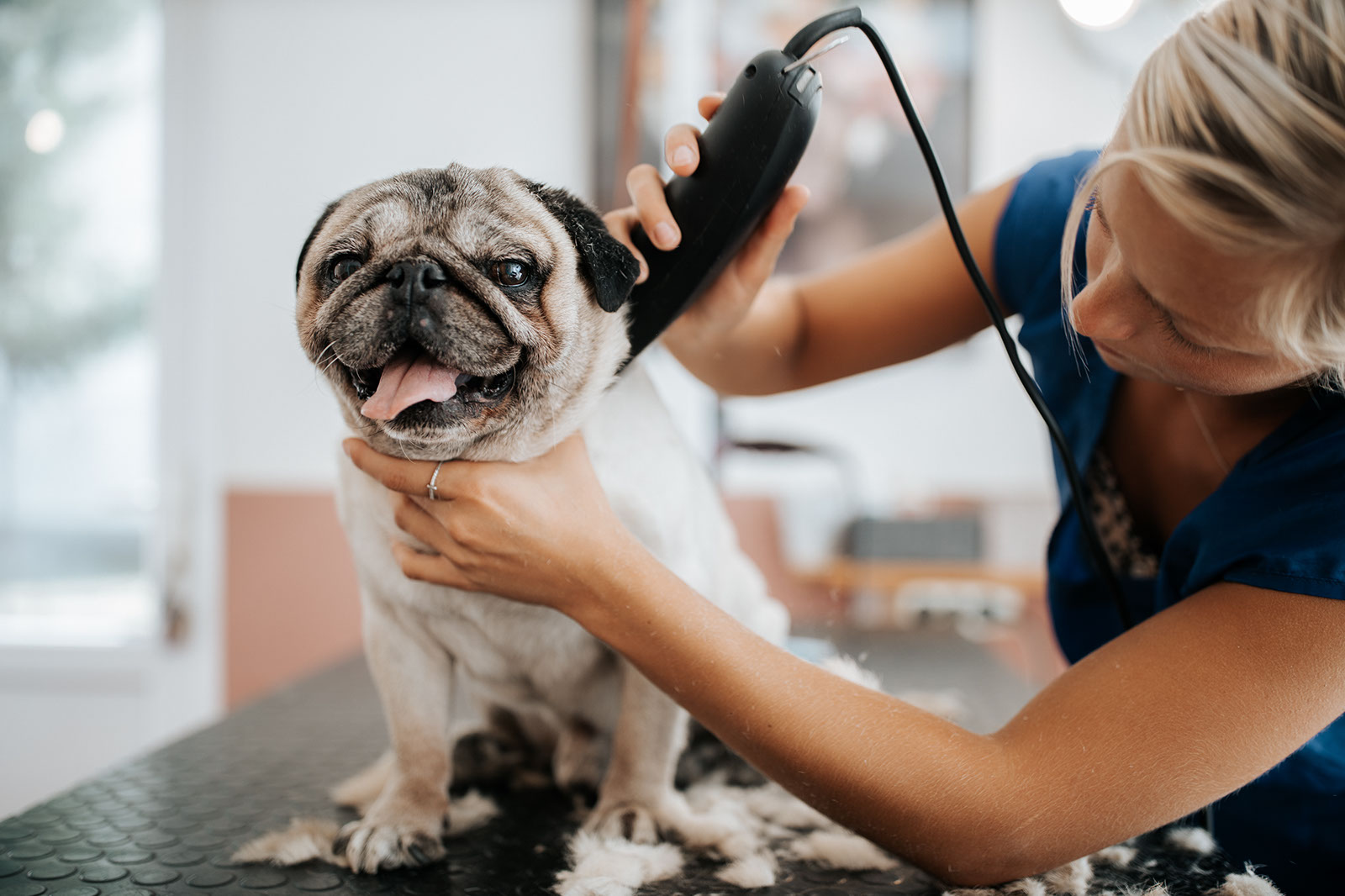 A pug being clipped on a grooming table